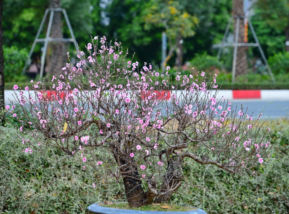 Tết đã “khẽ” về trên những sắc hoa - ảnh 8