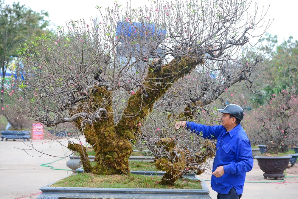 Tết đã “khẽ” về trên những sắc hoa - ảnh 2