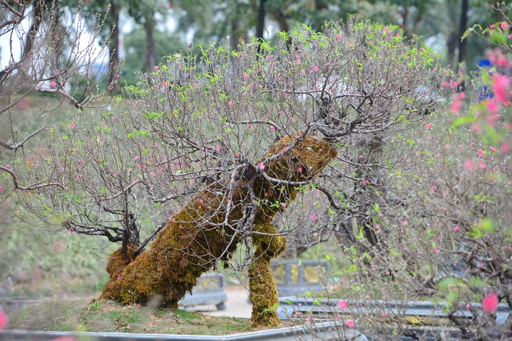 Tết đã “khẽ” về trên những sắc hoa - ảnh 5