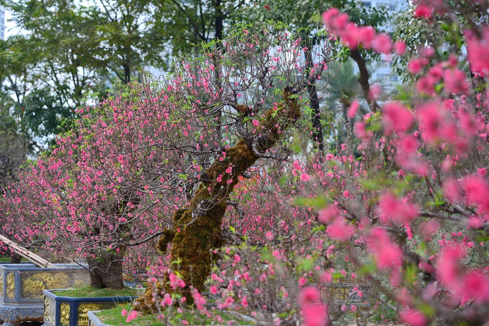 Tết đã “khẽ” về trên những sắc hoa - ảnh 1