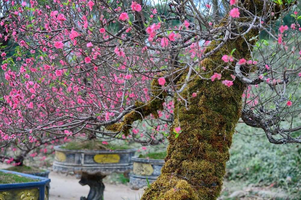 Tết đã “khẽ” về trên những sắc hoa - ảnh 6