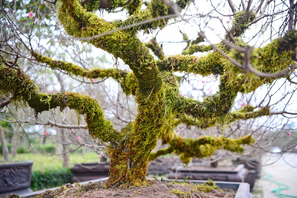 Tết đã “khẽ” về trên những sắc hoa - ảnh 4