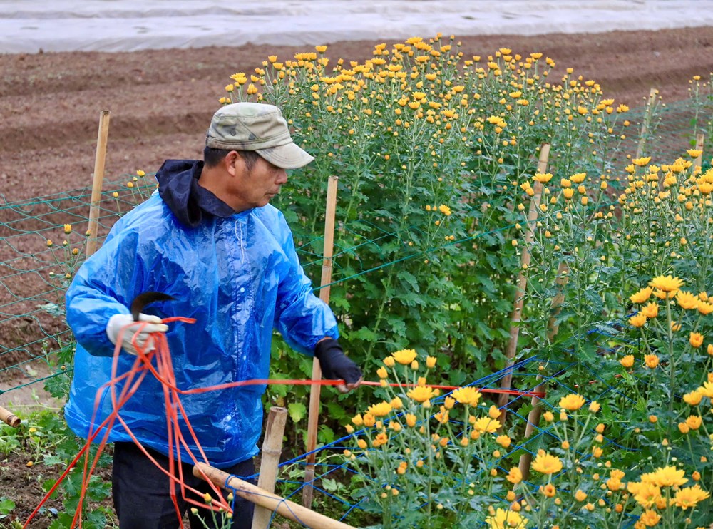 Tết đã “khẽ” về trên những sắc hoa - ảnh 11