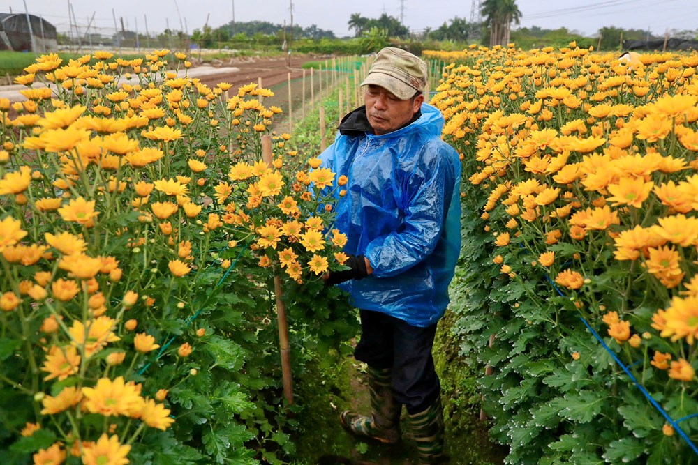 Tết đã “khẽ” về trên những sắc hoa - ảnh 14