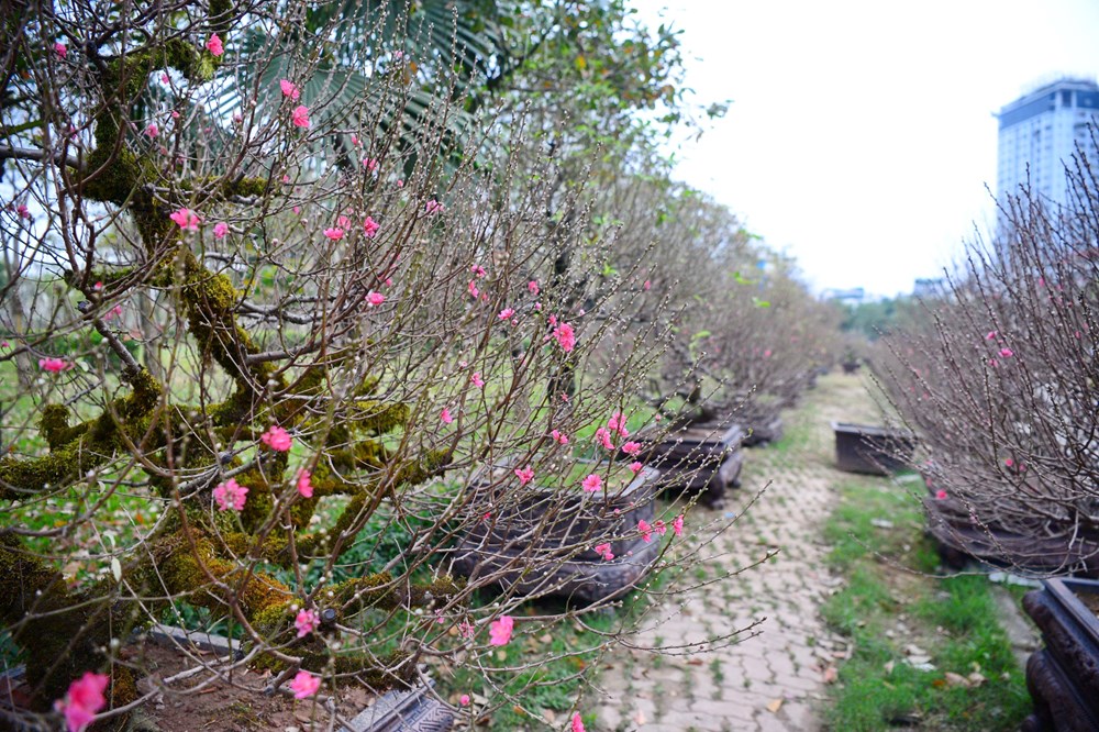 Tết đã “khẽ” về trên những sắc hoa - ảnh 9