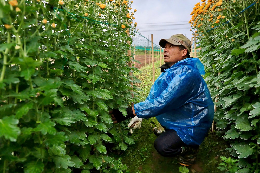 Tết đã “khẽ” về trên những sắc hoa - ảnh 12