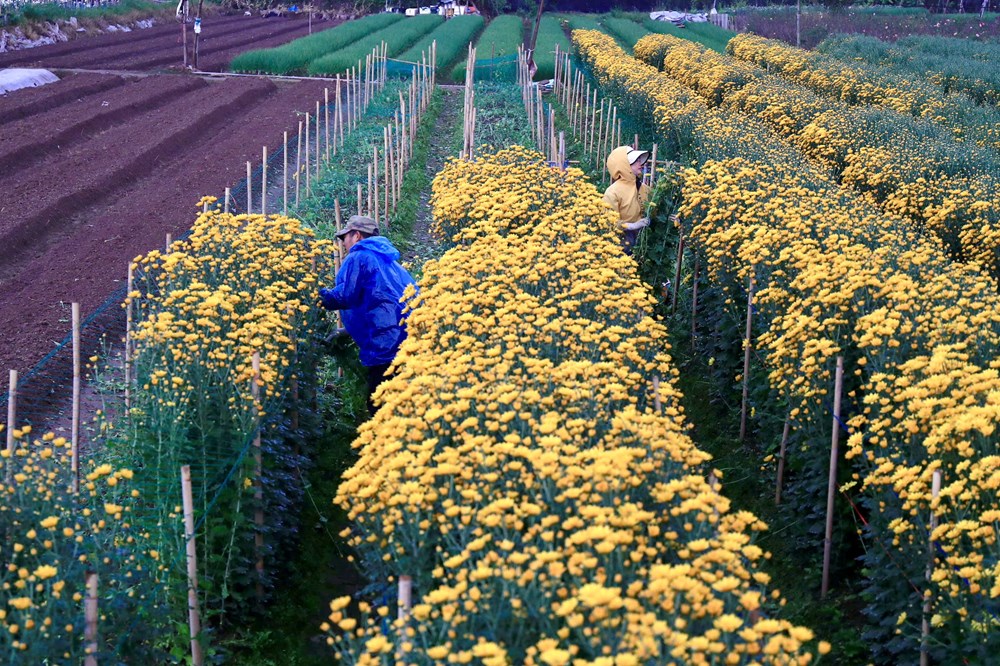 Tết đã “khẽ” về trên những sắc hoa - ảnh 13