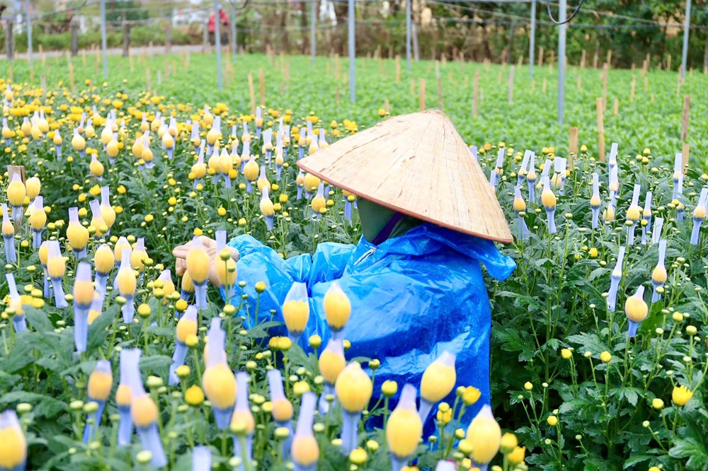 Tết đã “khẽ” về trên những sắc hoa - ảnh 16