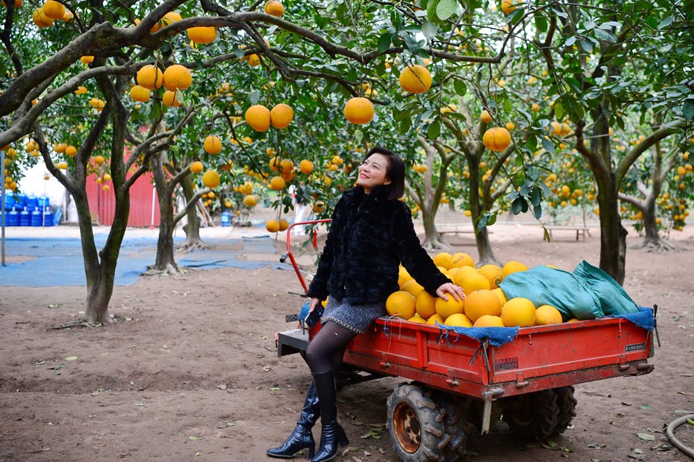 “Lạc lối” ở vườn bưởi Diễn dịp cận Tết - ảnh 13