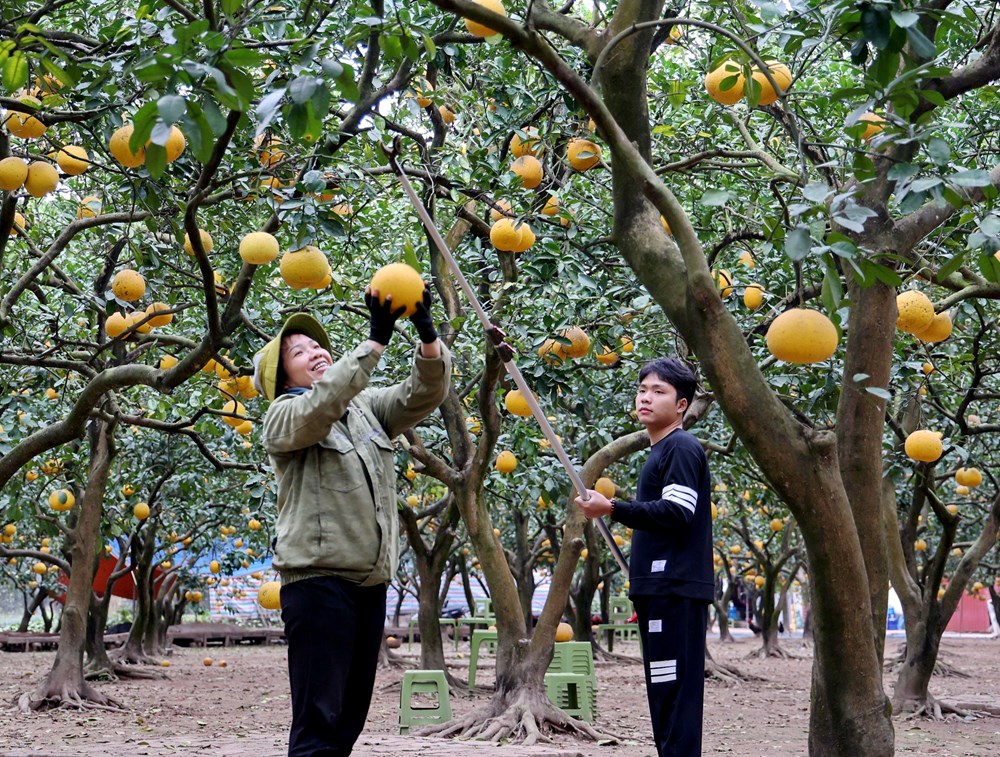 “Lạc lối” ở vườn bưởi Diễn dịp cận Tết - ảnh 2