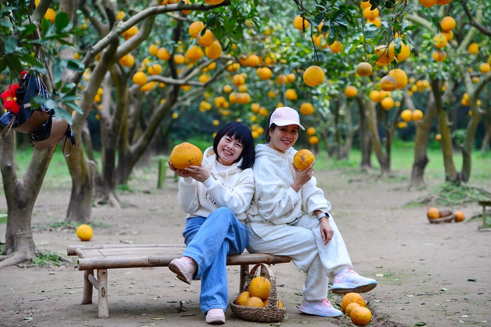 “Lạc lối” ở vườn bưởi Diễn dịp cận Tết - ảnh 11