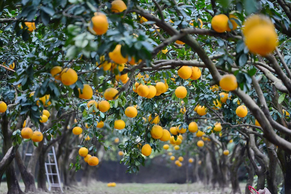 “Lạc lối” ở vườn bưởi Diễn dịp cận Tết - ảnh 1