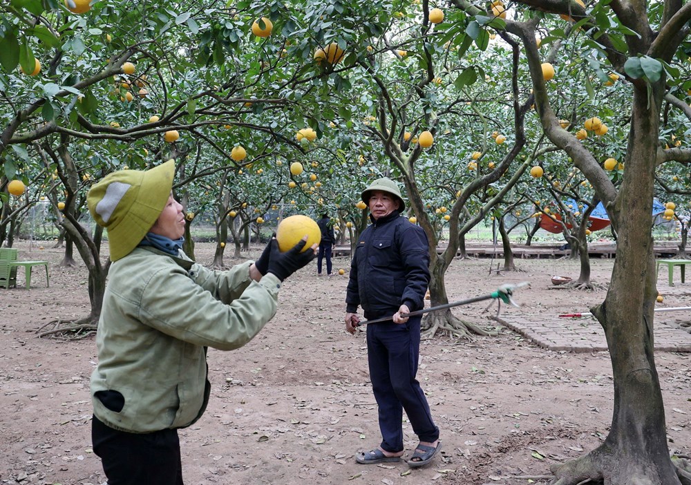 “Lạc lối” ở vườn bưởi Diễn dịp cận Tết - ảnh 3