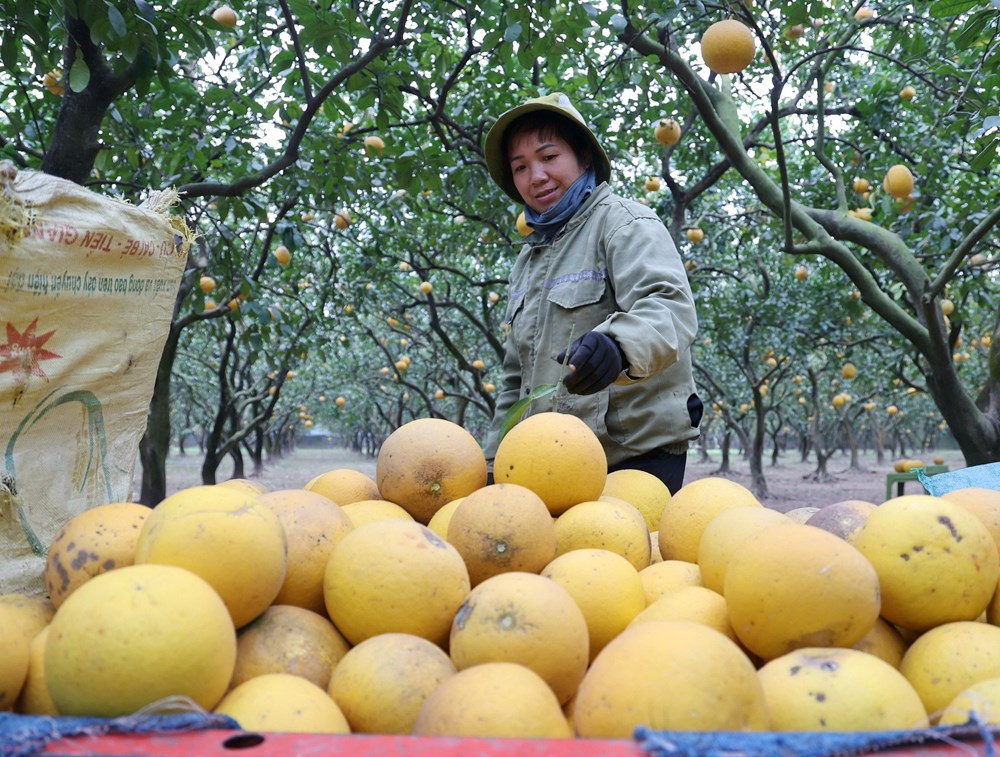 “Lạc lối” ở vườn bưởi Diễn dịp cận Tết - ảnh 8