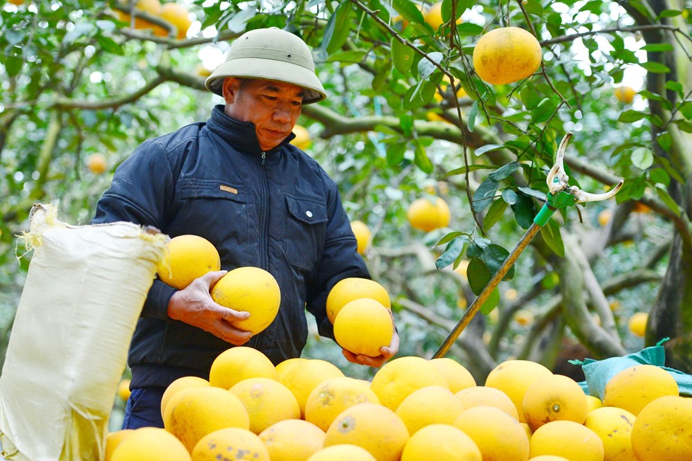 “Lạc lối” ở vườn bưởi Diễn dịp cận Tết - ảnh 6