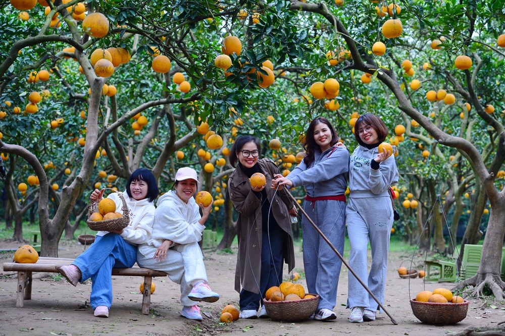 “Lạc lối” ở vườn bưởi Diễn dịp cận Tết - ảnh 10