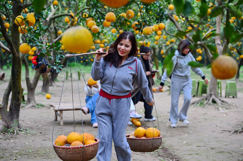 “Lạc lối” ở vườn bưởi Diễn dịp cận Tết - ảnh 12