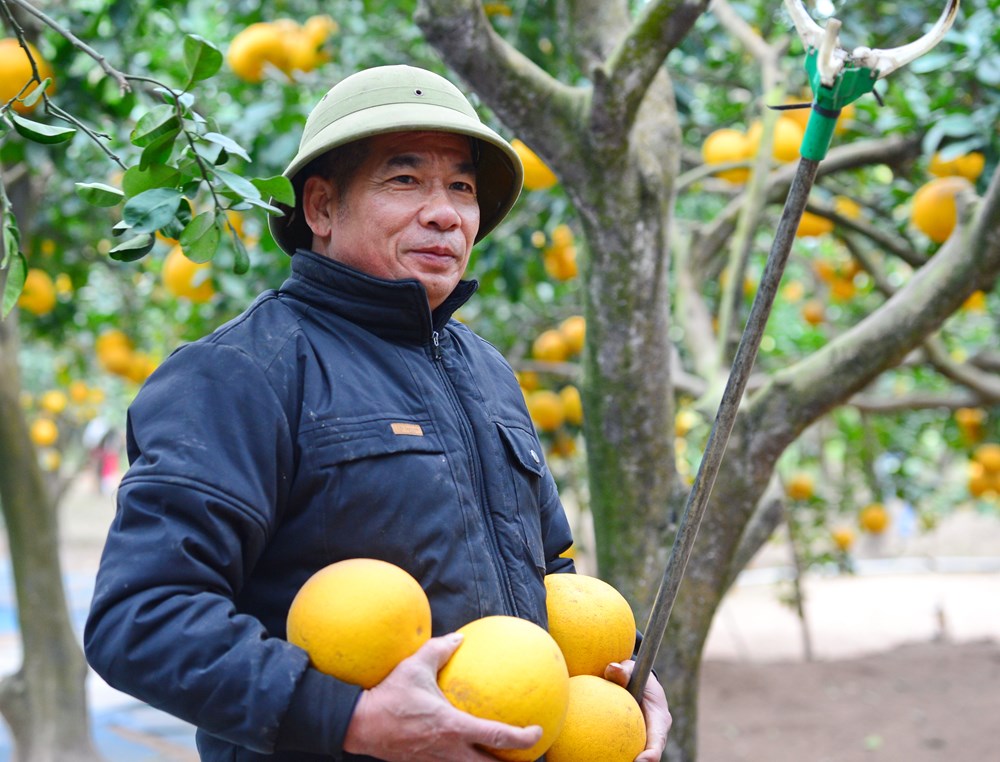 “Lạc lối” ở vườn bưởi Diễn dịp cận Tết - ảnh 5