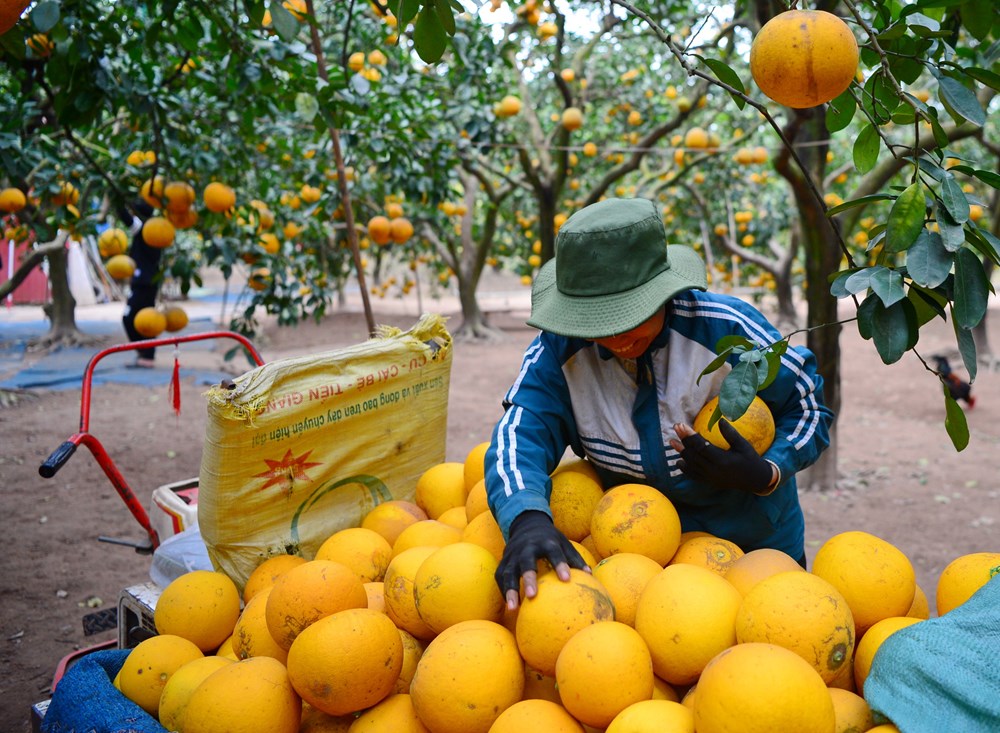 “Lạc lối” ở vườn bưởi Diễn dịp cận Tết - ảnh 7