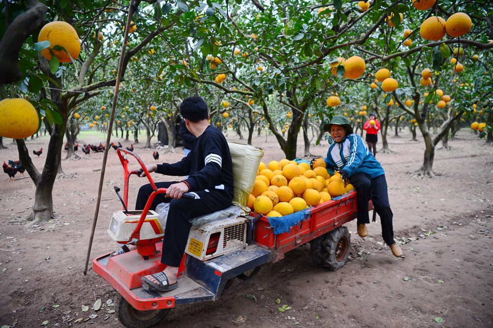 “Lạc lối” ở vườn bưởi Diễn dịp cận Tết - ảnh 9
