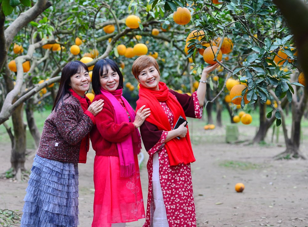“Lạc lối” ở vườn bưởi Diễn dịp cận Tết - ảnh 14