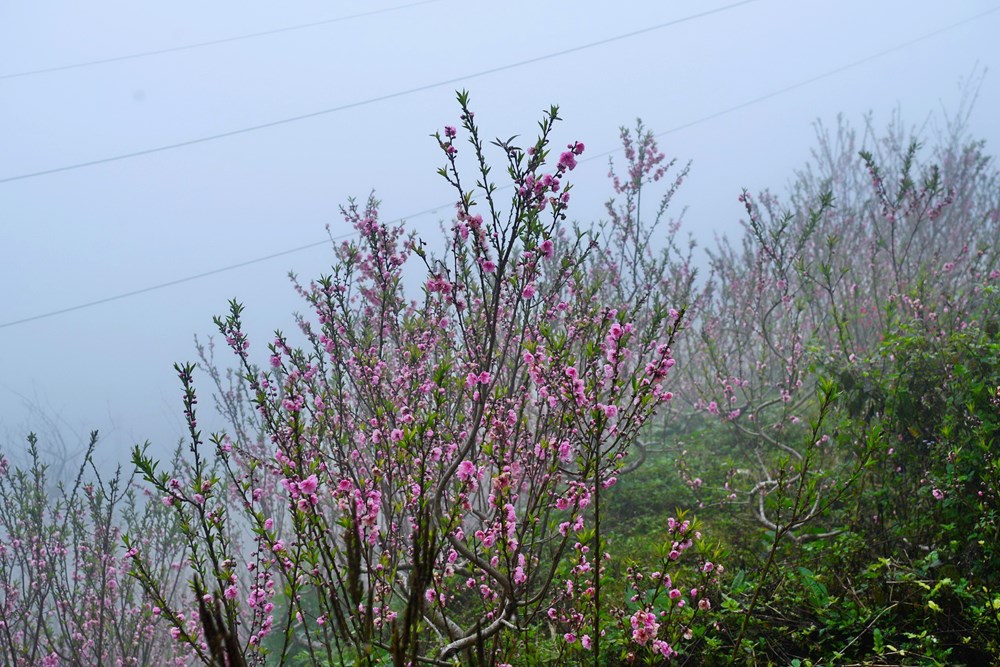 Chợ hoa đào nơi sườn đèo Ô Quy Hồ - ảnh 1