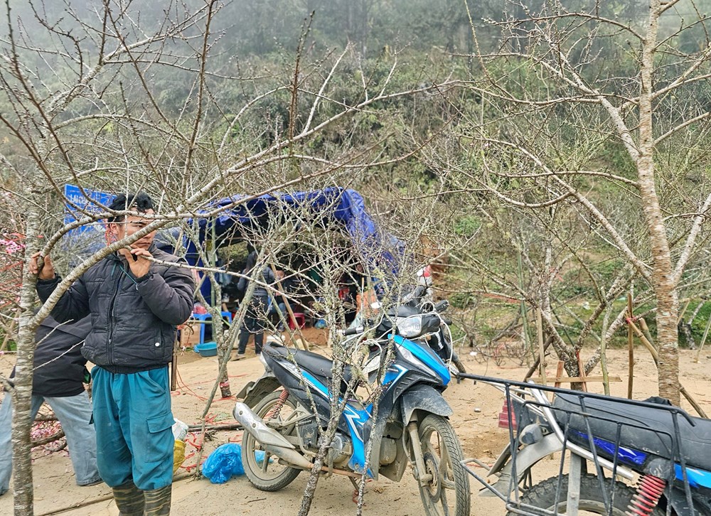 Chợ hoa đào nơi sườn đèo Ô Quy Hồ - ảnh 3