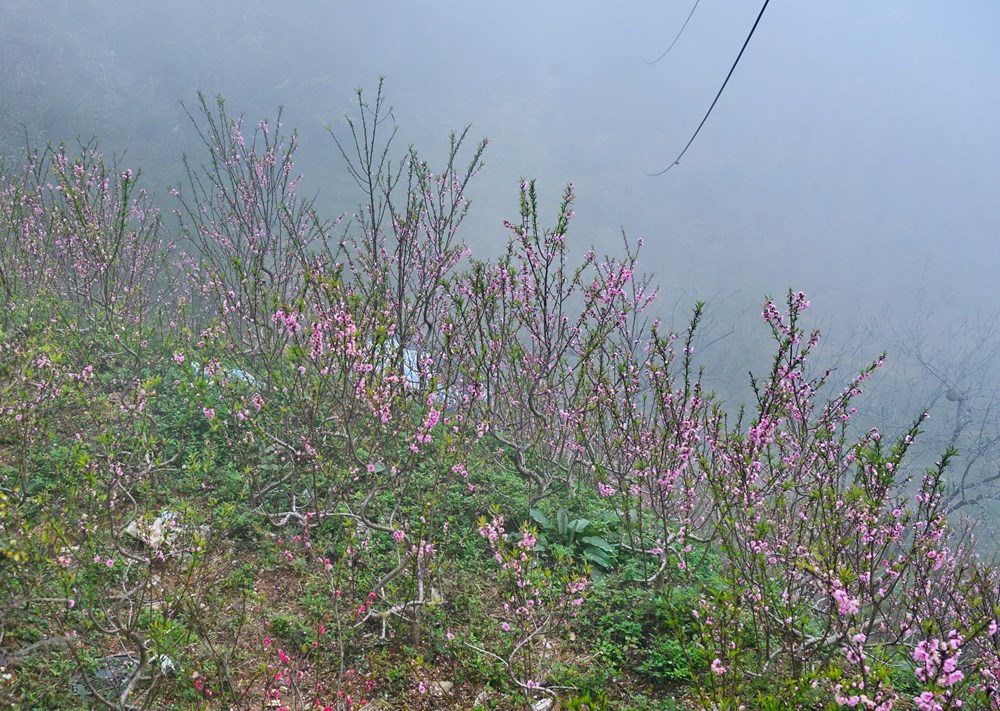 Chợ hoa đào nơi sườn đèo Ô Quy Hồ - ảnh 7