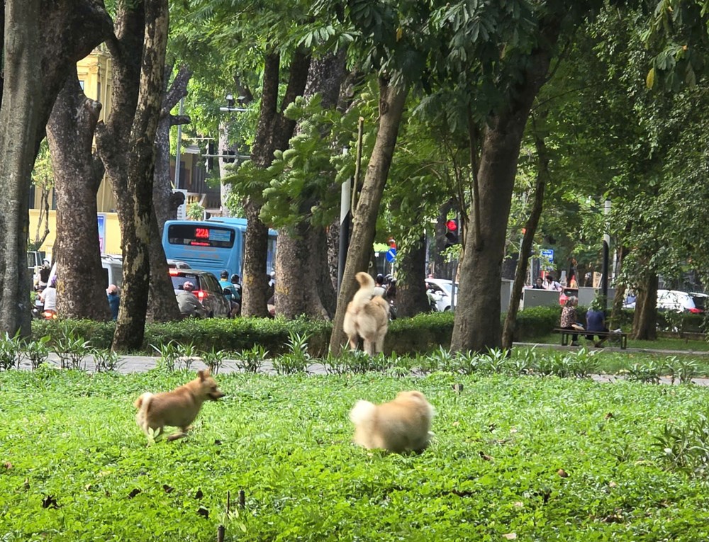 Nhếch nhác và lộn xộn tại Công viên Lê Nin - ảnh 11