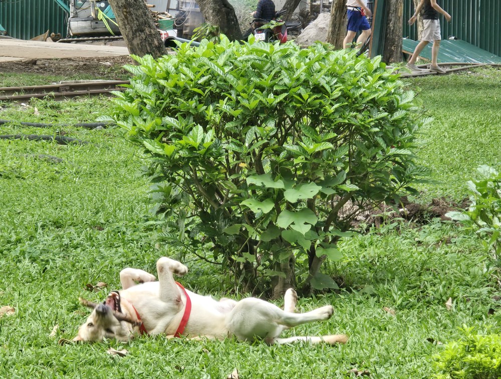 Nỗi bất an của người dân khi đến Công viên Thống Nhất - ảnh 8