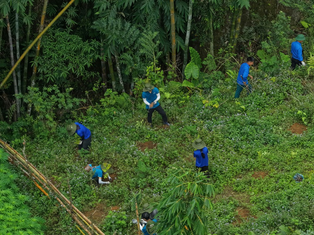 Hồi sinh 72ha rừng từ chương trình “Góp lá vá rừng“ - ảnh 2