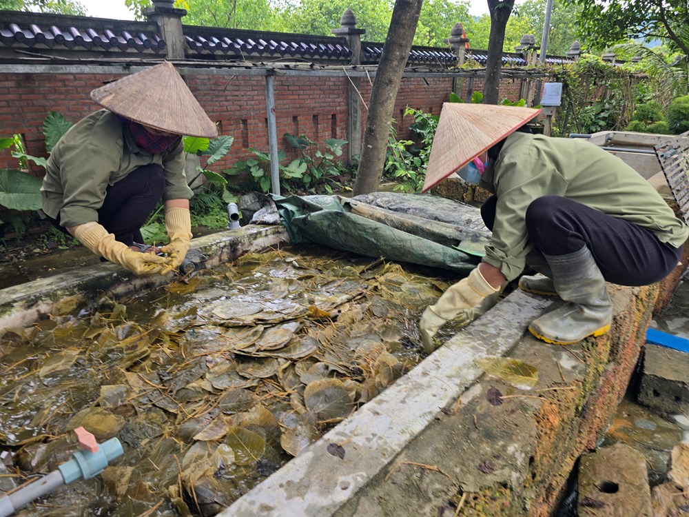 Biến lá bồ đề thành tác phẩm nghệ thuật giá trị - ảnh 3
