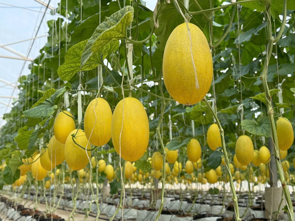 “Con đường nông sản” đưa thanh long, dưa lưới và hạt điều lên chuyến bay - ảnh 3