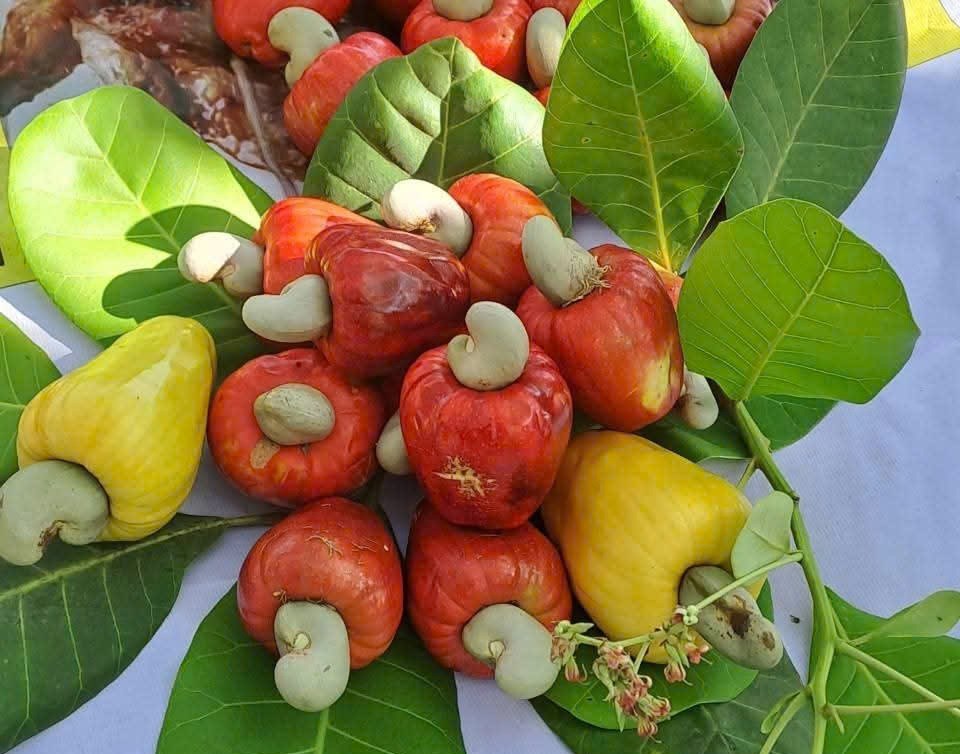 “Con đường nông sản” đưa thanh long, dưa lưới và hạt điều lên chuyến bay - ảnh 4