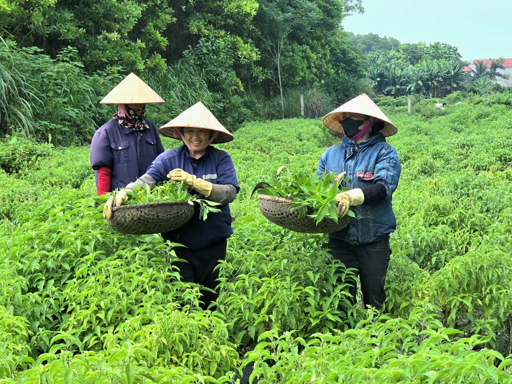 Bước ra từ đồng ruộng trở thành “sứ giả” văn hóa, du lịch - ảnh 5