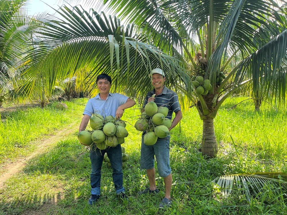 Nâng tầm thương hiệu dừa, phục vụ du khách - ảnh 6