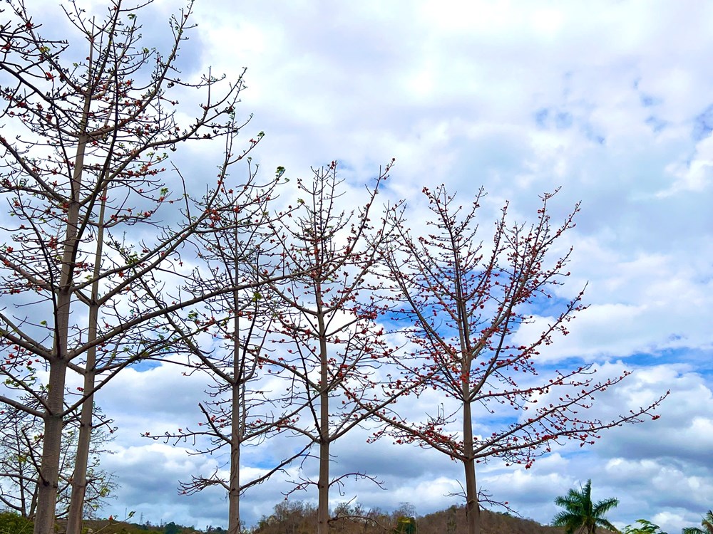 Tháng 3, rực rỡ mùa hoa Pơ Lang - ảnh 1