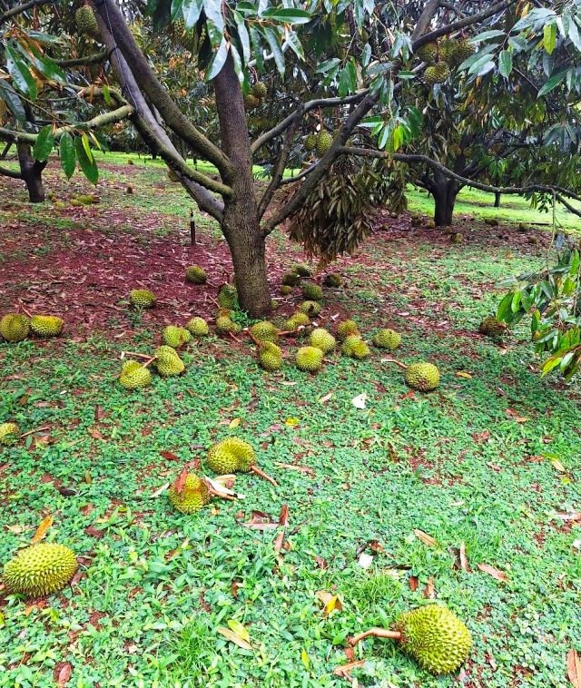 Lâm Đồng: Đảm bảo an toàn cho du khách trước diễn biến phức tạp của bão số 3 - ảnh 5