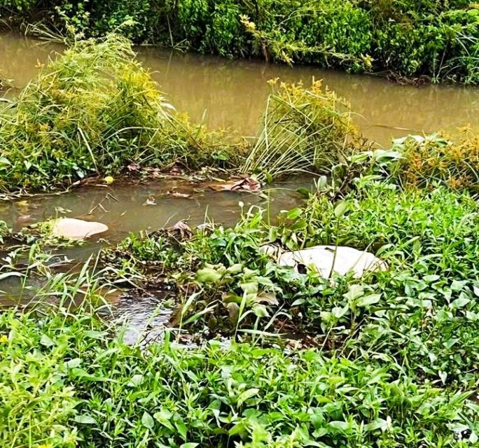 Gia Lai: Tăng cường công tác phòng chống dịch sau khi phát hiện xác heo chết - ảnh 1