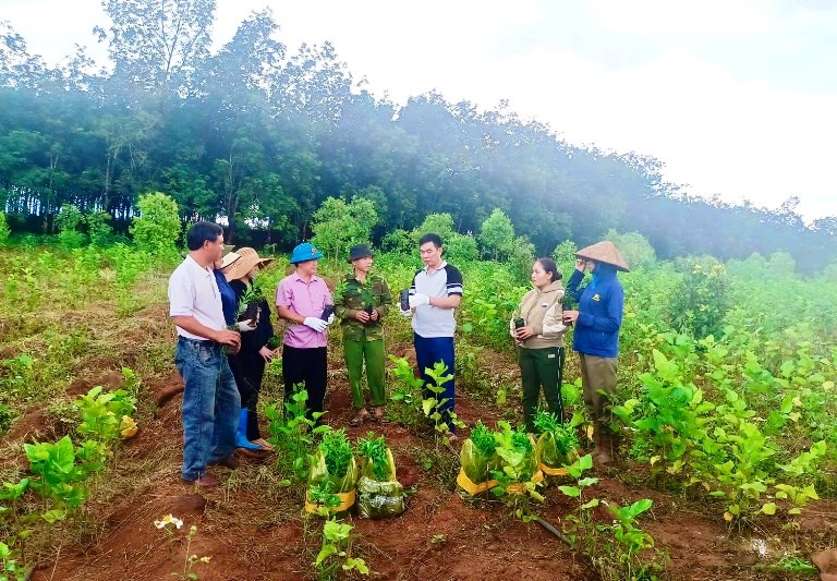 Gia Lai: Phát triển cây đàn hương tại vùng biên Ia Dom - ảnh 2