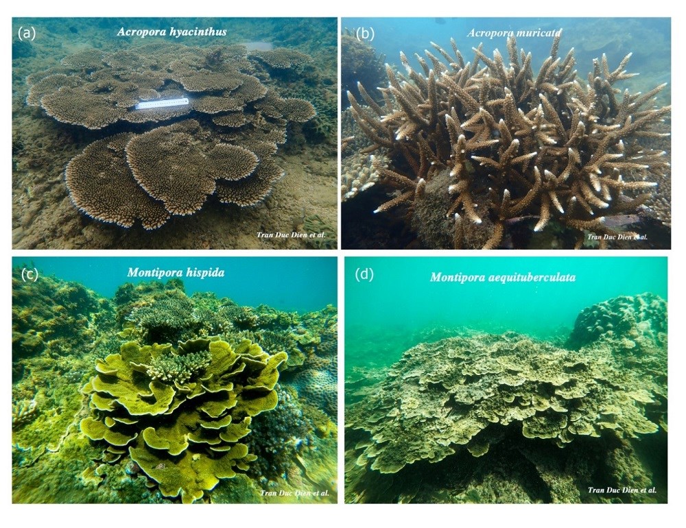 Tăng cường bảo vệ rạn san hô vịnh Nha Trang - ảnh 2