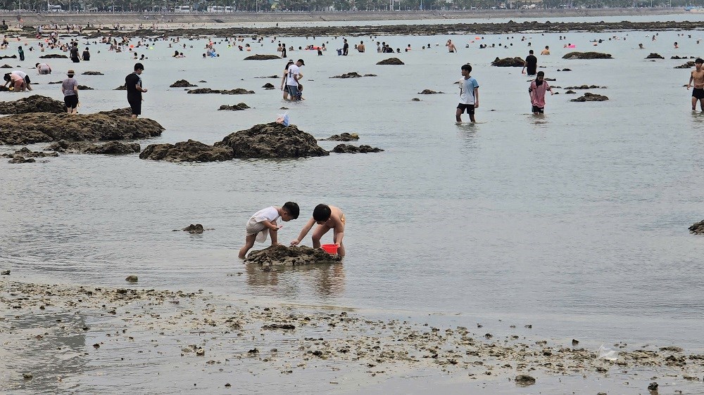 Tăng cường bảo vệ rạn san hô vịnh Nha Trang - ảnh 5
