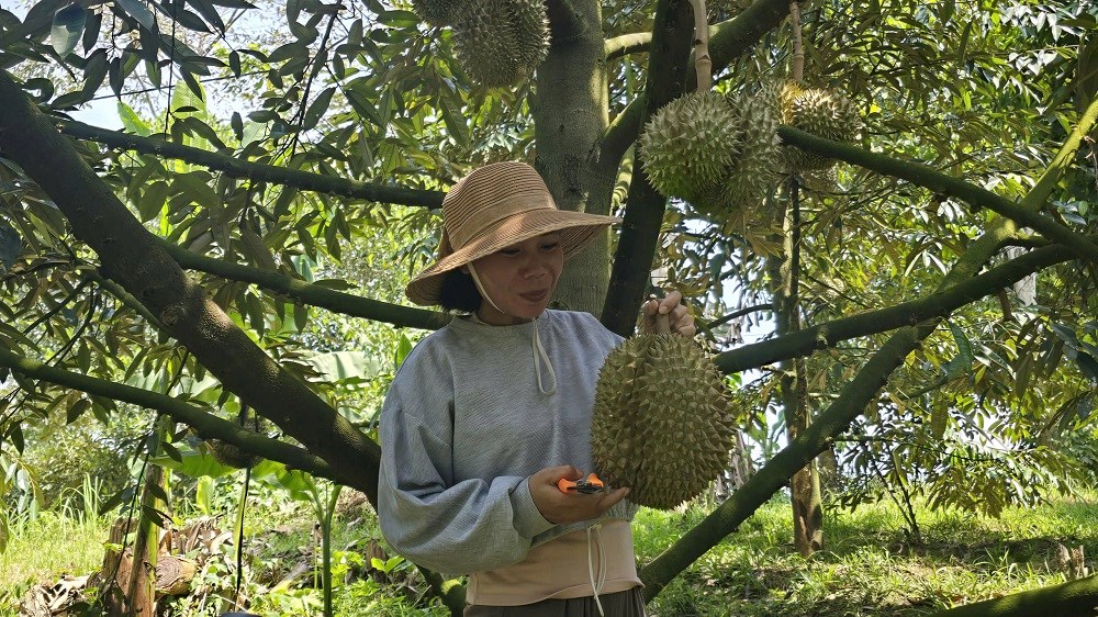 Chuyện thoát nghèo của đồng bào vùng cao Khánh Sơn - ảnh 2