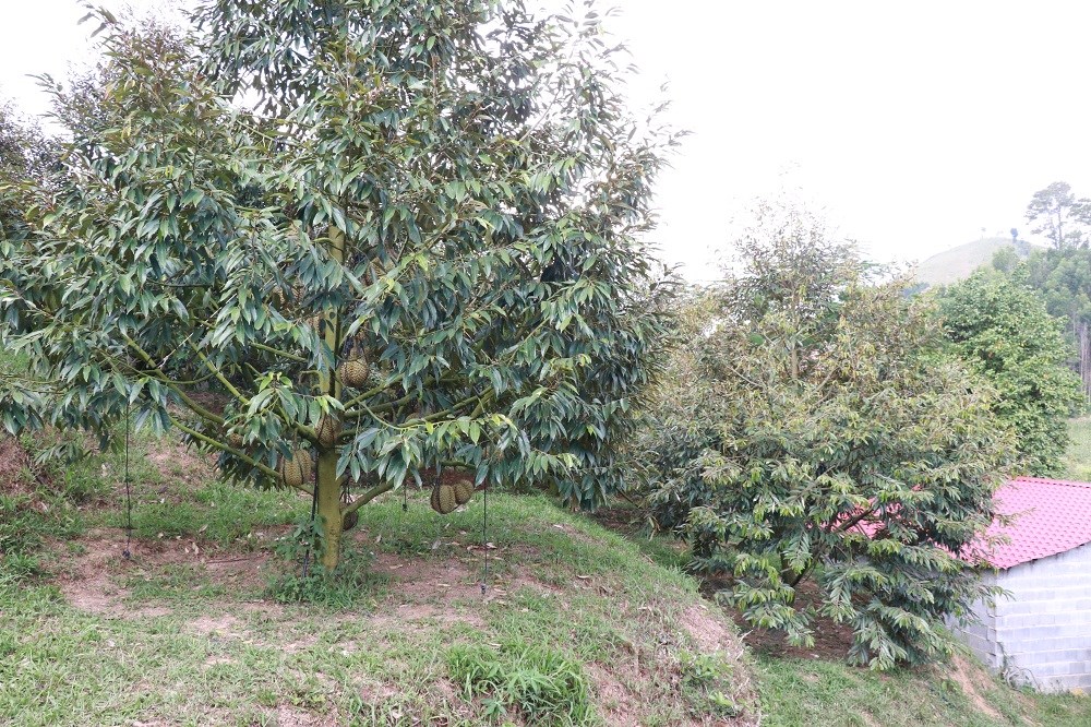 Chuyện thoát nghèo của đồng bào vùng cao Khánh Sơn - ảnh 5