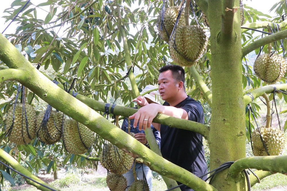 Chuyện thoát nghèo của đồng bào vùng cao Khánh Sơn - ảnh 3