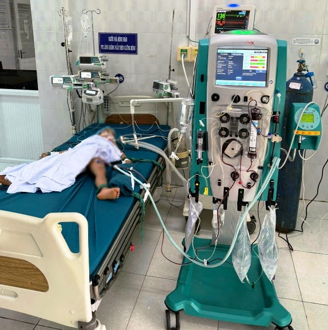 Một cháu bé tử vong vì bị ong vò vẽ - ảnh 1