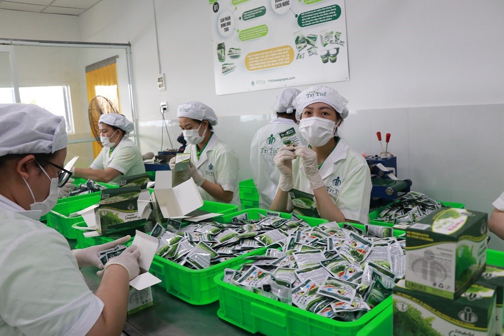 Khánh Hòa: Liên kết trồng rong nho theo hướng bền vững - ảnh 3