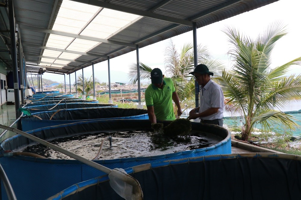 Khánh Hòa: Liên kết trồng rong nho theo hướng bền vững - ảnh 2
