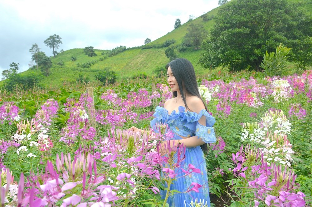 Chư Đang Ya rực rỡ mùa hoa Tuý điệp - ảnh 4