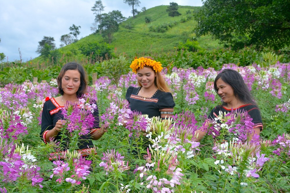 Chư Đang Ya rực rỡ mùa hoa Tuý điệp - ảnh 3